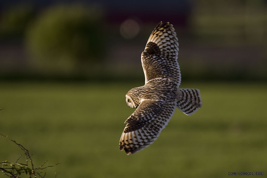 JORDUGGLA / SHORT-EARED OWL (Asio flammeus) - Stng / Close