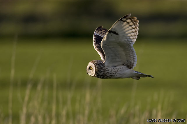 JORDUGGLA / SHORT-EARED OWL (Asio flammeus) - stor bild / full size