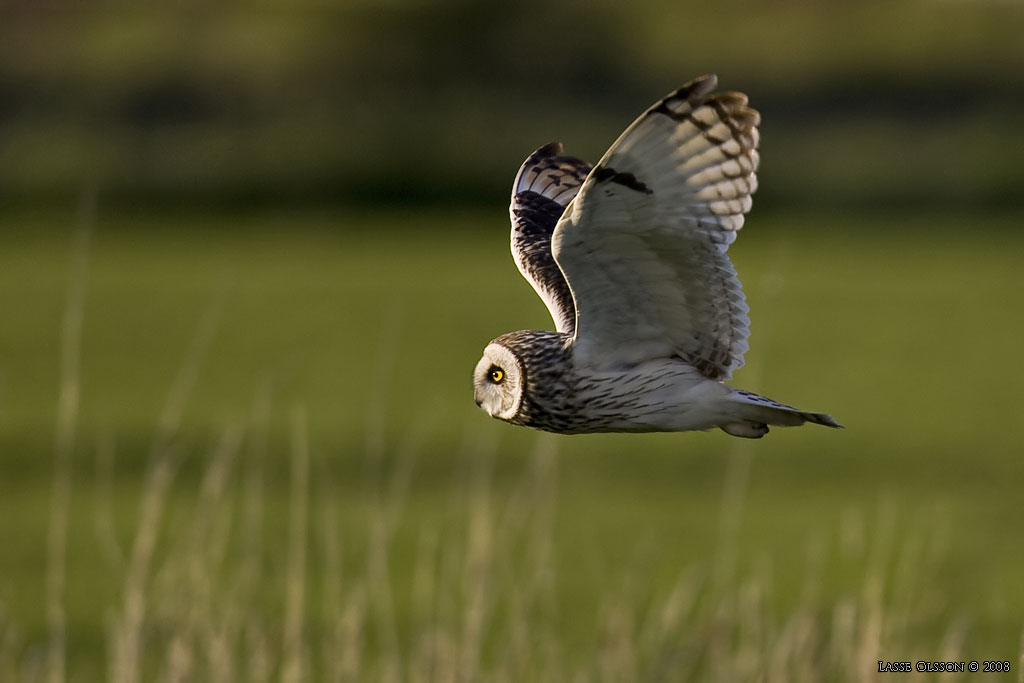 JORDUGGLA / SHORT-EARED OWL (Asio flammeus) - Stng / Close