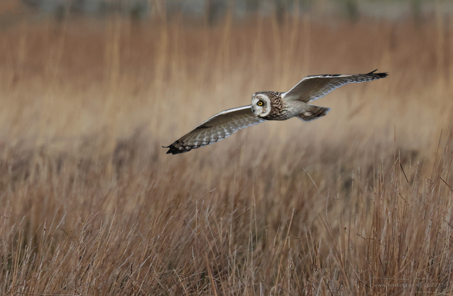 JORDUGGLA / SHORT-EARED OWL (Asio flammeus) - Stng / Close