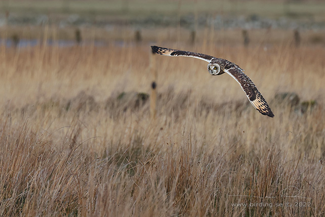 JORDUGGLA / SHORT-EARED OWL (Asio flammeus) - stor bild / full size