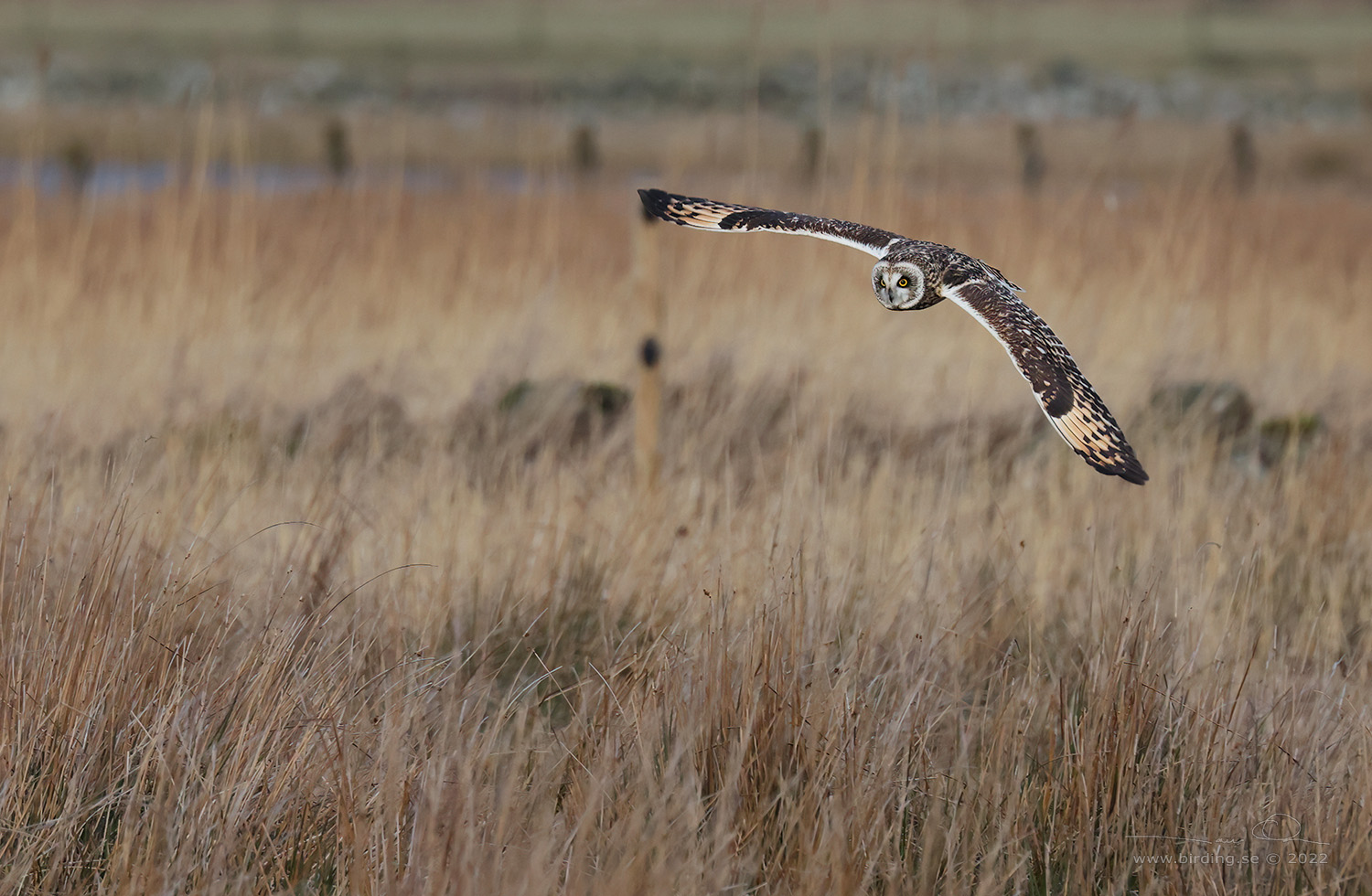 JORDUGGLA / SHORT-EARED OWL (Asio flammeus) - Stng / Close