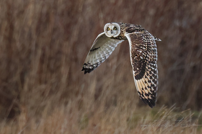 JORDUGGLA / SHORT-EARED OWL (Asio flammeus) - stor bild / full size