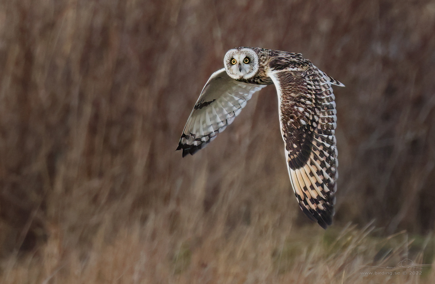 JORDUGGLA / SHORT-EARED OWL (Asio flammeus) - Stng / Close