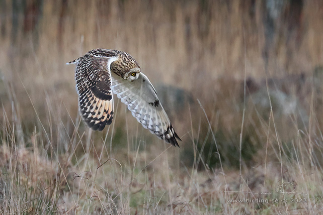 JORDUGGLA / SHORT-EARED OWL (Asio flammeus) - stor bild / full size