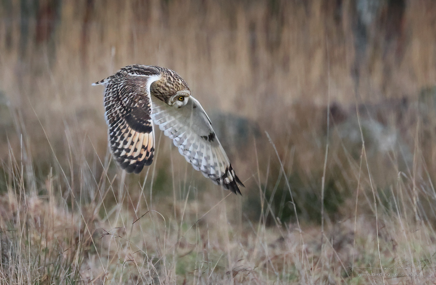 JORDUGGLA / SHORT-EARED OWL (Asio flammeus) - Stng / Close
