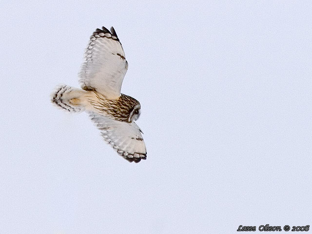 JORDUGGLA / SHORT-EARED OWL (Asio flammeus)