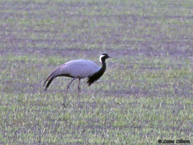 UNGFRUTRANA / DEMOISELLE CRANE (Anthropoides virgo)