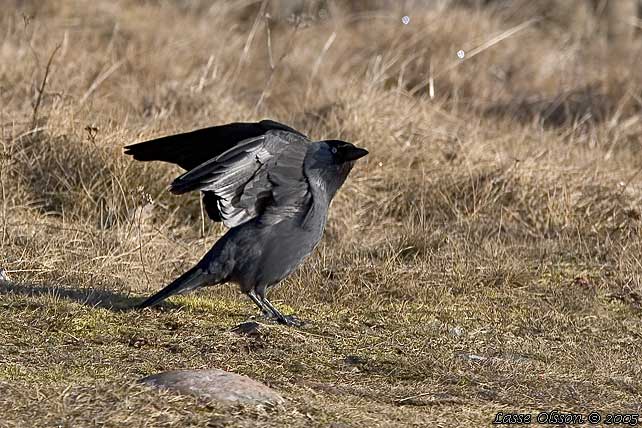 KAJA / WESTERN JACKDAW (Covus monedula)