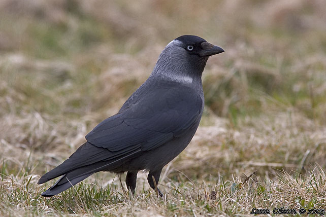 KAJA / WESTERN JACKDAW (Covus monedula)