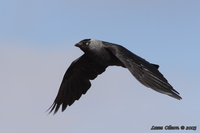 KAJA / WESTERN JACKDAW (Covus monedula)