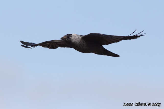 KAJA / WESTERN JACKDAW (Covus monedula)