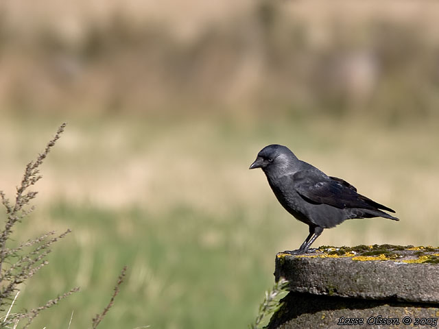 KAJA / WESTERN JACKDAW (Covus monedula)