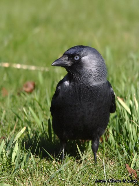 KAJA / WESTERN JACKDAW (Covus monedula)