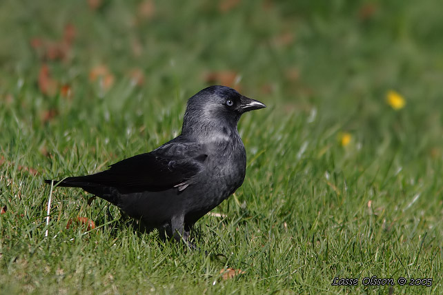 KAJA / WESTERN JACKDAW (Covus monedula)