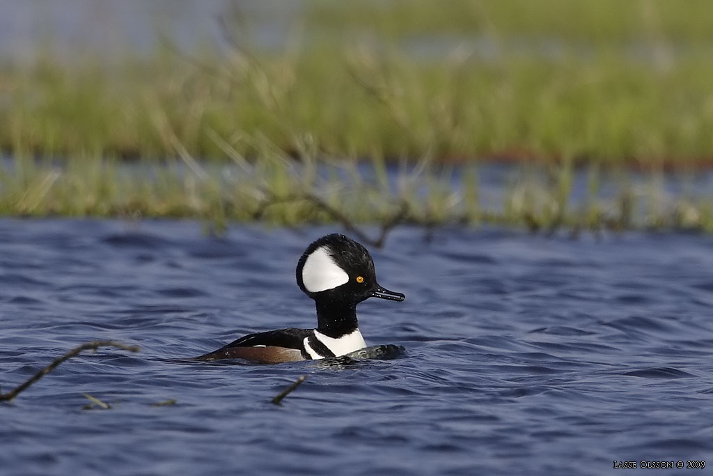 KAMSKRAKE / HOODED MERGANSER (Lophodytes cucullatus ) - Stng / Close