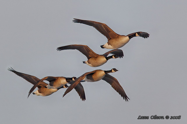 KANADAGS / CANADA GOOSE (Branta canadensis)