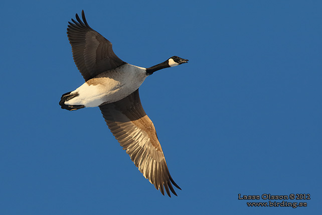 KANADAGS / CANADA GOOSE (Branta canadensis) - stor bild / full size