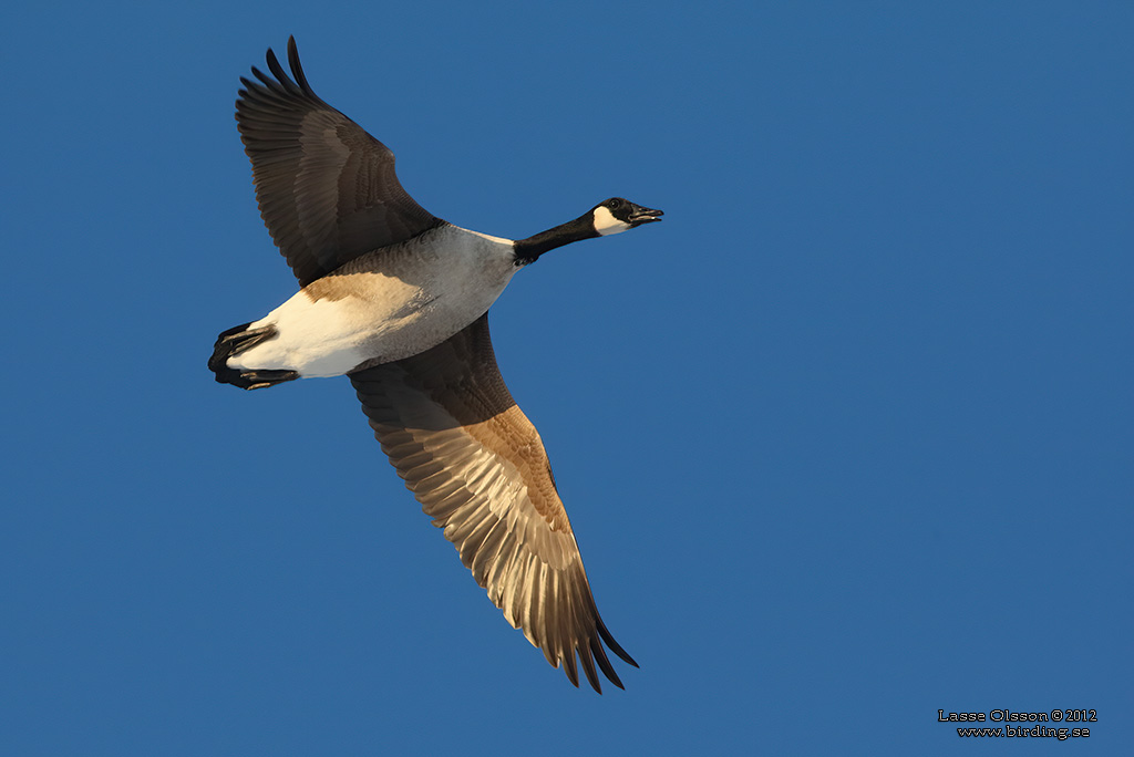 KANADAGS / CANADA GOOSE (Branta canadensis) - Stng / Close