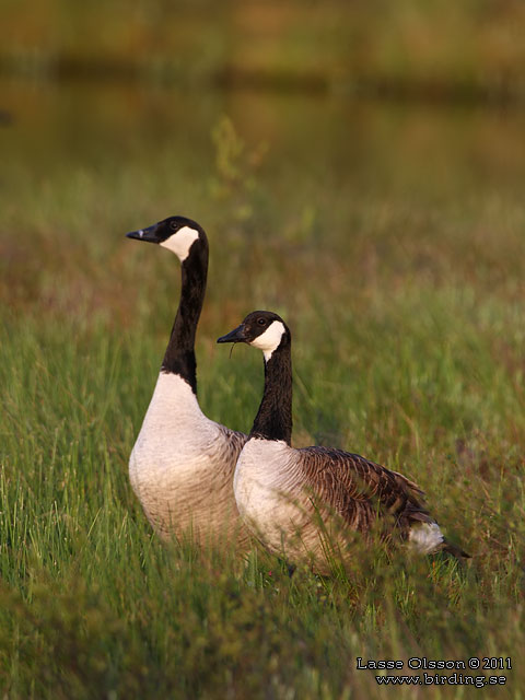 KANADAGÅS / CANADA GOOSE (Branta canadensis) - stor bild / full size