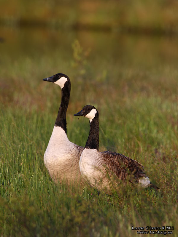 KANADAGS / CANADA GOOSE (Branta canadensis) - Stng / Close