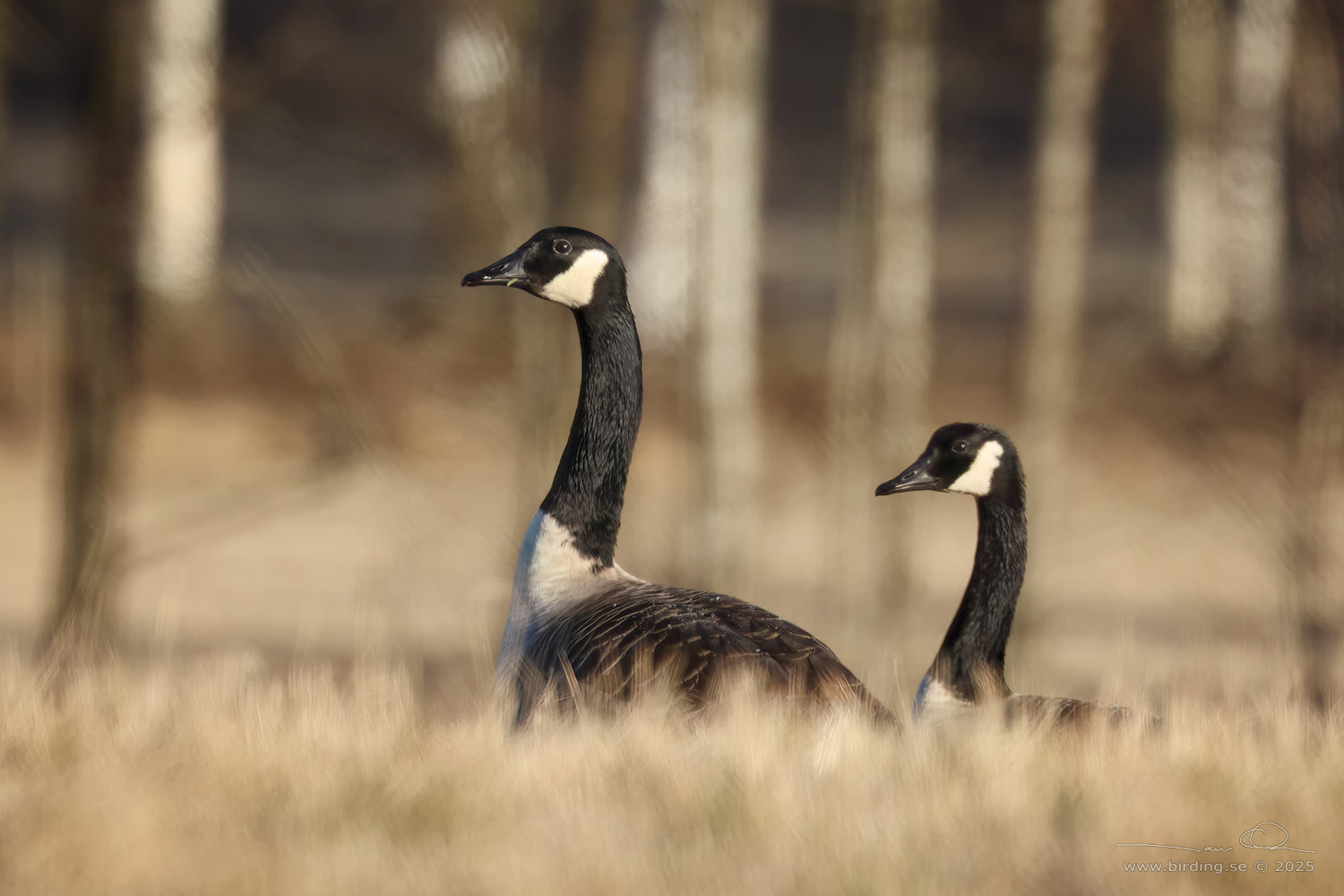 KANADAGS / CANADA GOOSE (Branta canadensis) - Stng / Close