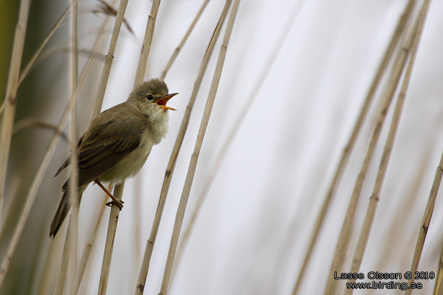 KÄRRSÅNGARE / MARSH WARBLER (Acrocephalus palustris) - STOR BILD / FULL SIZE