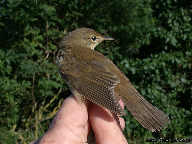 KRRSNGARE / MARSH WARBLER (Acrocephalus palustris)