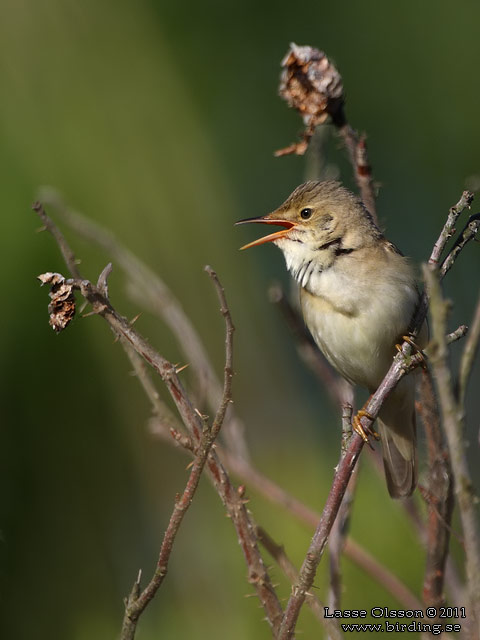 KÄRRSÅNGARE / MARSH WARBLER (Acrocephalus palustris) - STOR BILD / FULL SIZE