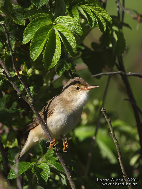 KÄRRSÅNGARE / MARSH WARBLER (Acrocephalus palustris) - STOR BILD / FULL SIZE