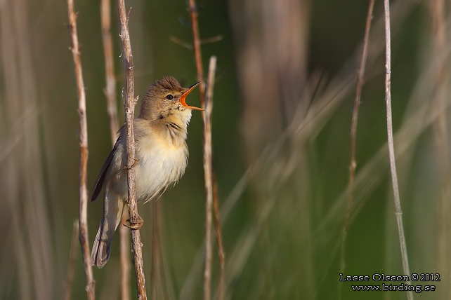 KÄRRSÅNGARE / MARSH WARBLER (Acrocephalus palustris) - STOR BILD / FULL SIZE