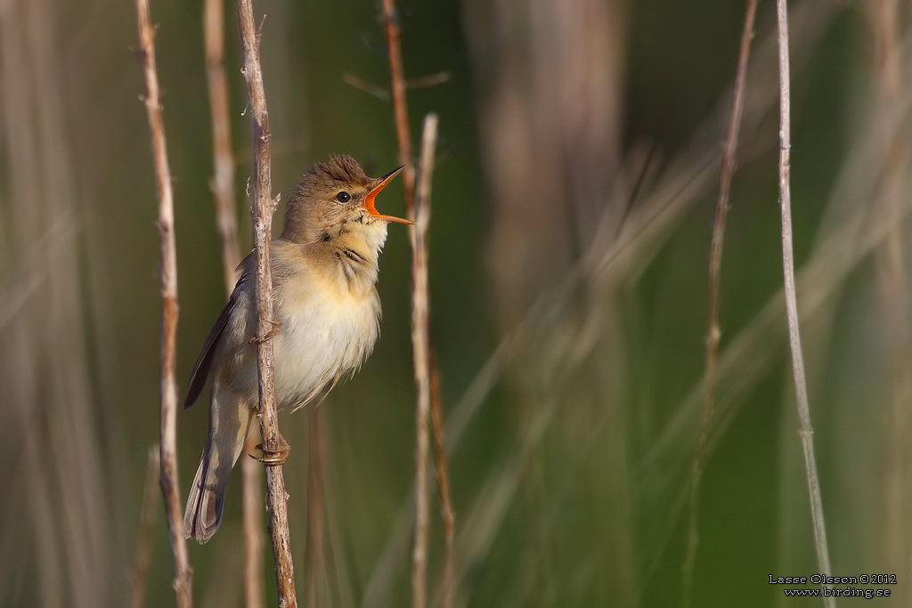 KRRSNGARE / MARSH WARBLER (Acrocephalus palustris) - Stng / Close