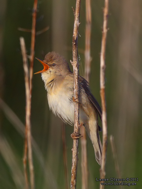 KÄRRSÅNGARE / MARSH WARBLER (Acrocephalus palustris) - STOR BILD / FULL SIZE