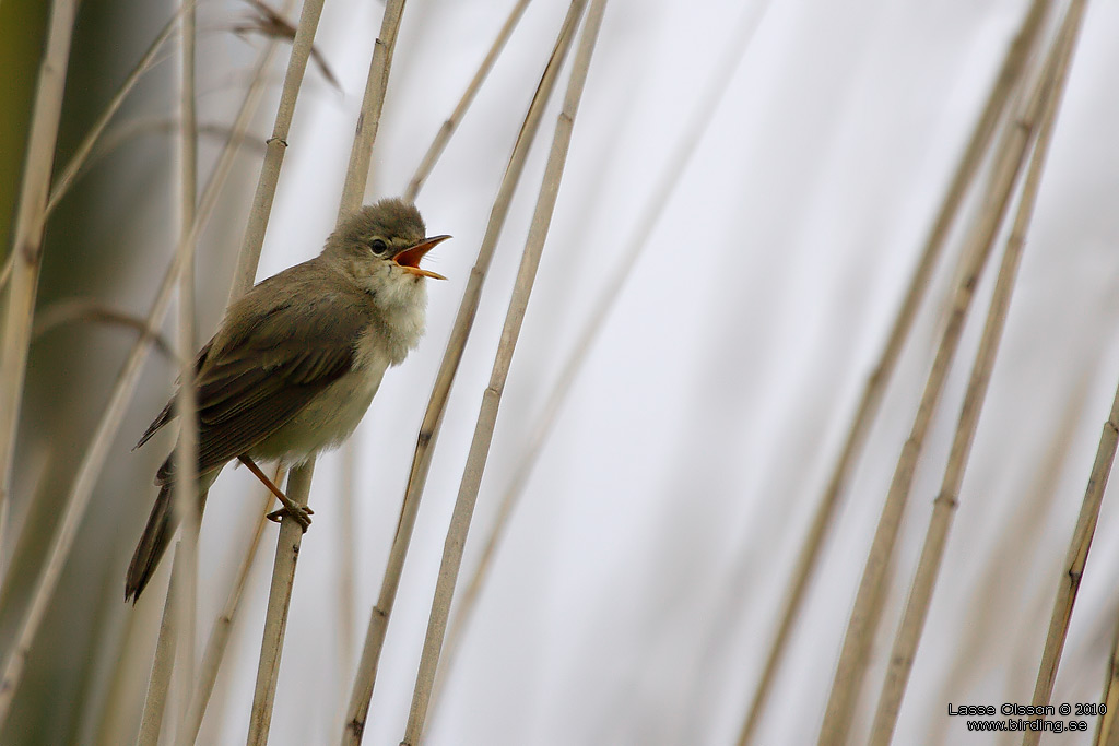 KRRSNGARE / MARSH WARBLER (Acrocephalus palustris) - Stng / Close