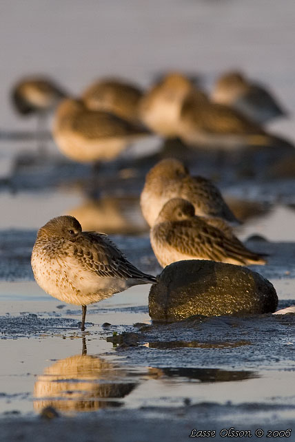 KRRSNPPA Dunlin (Calidris alpina)