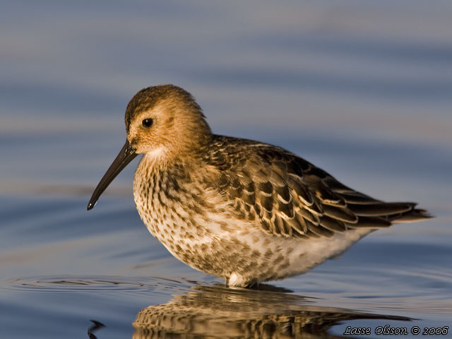 KRRSNPPA Dunlin (Calidris alpina) - stor bild / full size