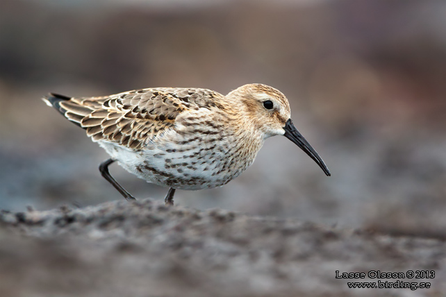 KÄRRSNÄPPA / DUNLIN (Calidris alpina) - stor bild / full size