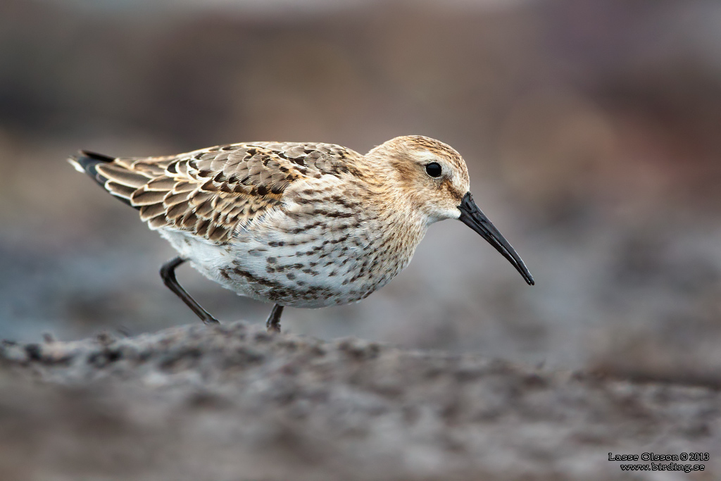 KRRSNPPA Dunlin (Calidris alpina) - Stng / Close