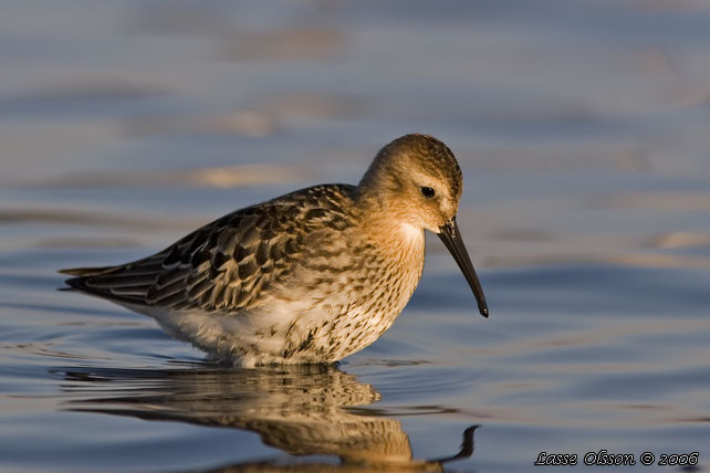 KRRSNPPA Dunlin (Calidris alpina) - stor bild / full size