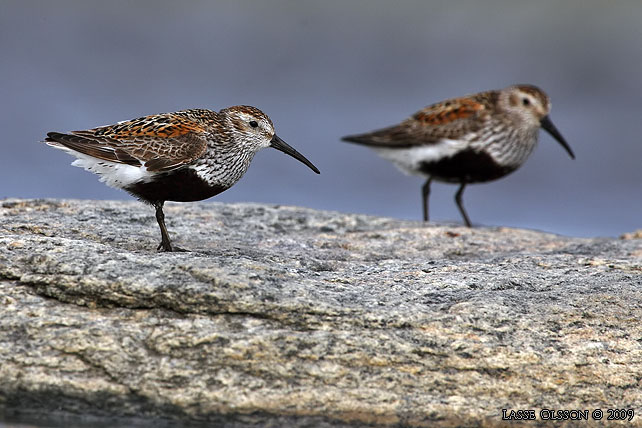 KRRSNPPA / DUNLIN (Calidris alpina) - stor bild / full size