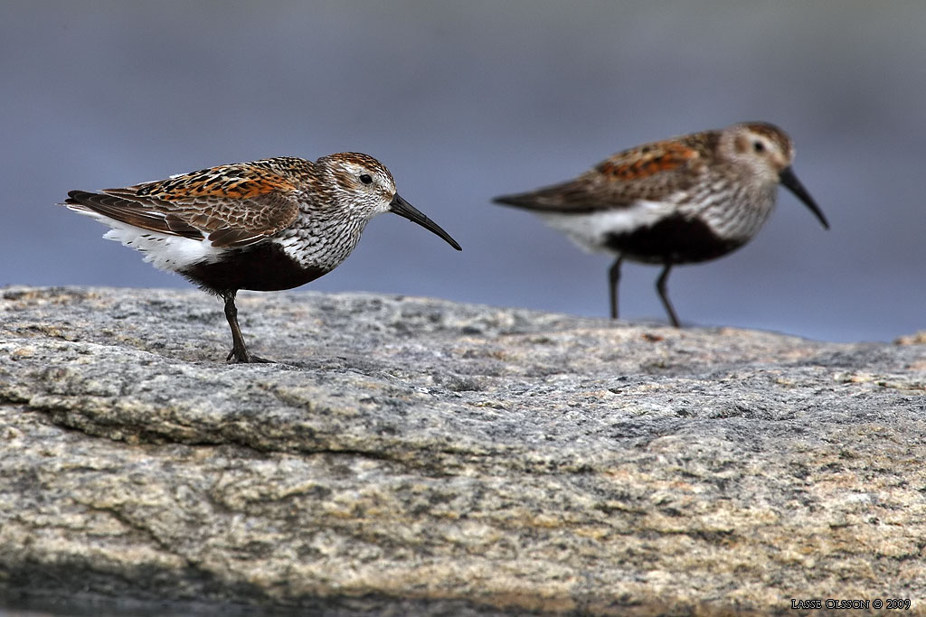 KRRSNPPA Dunlin (Calidris alpina) - Stng / Close