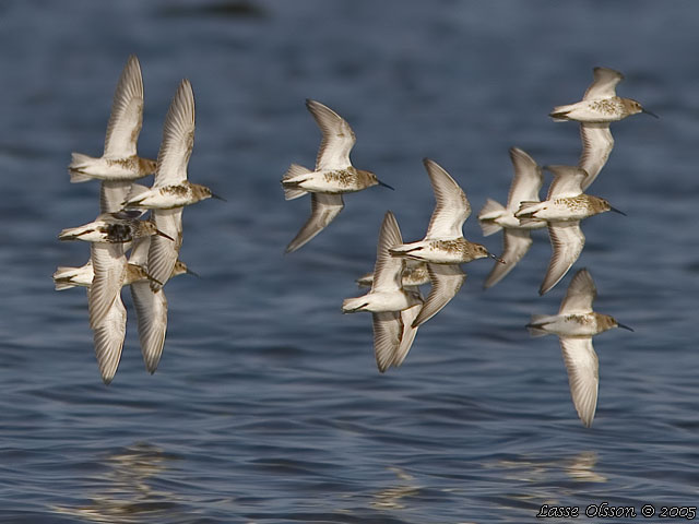 KRRSNPPA Dunlin (Calidris alpina)