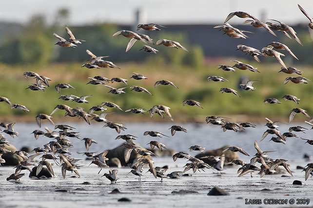 KRRSNPPA / DUNLIN (Calidris alpina) - stor bild / full size