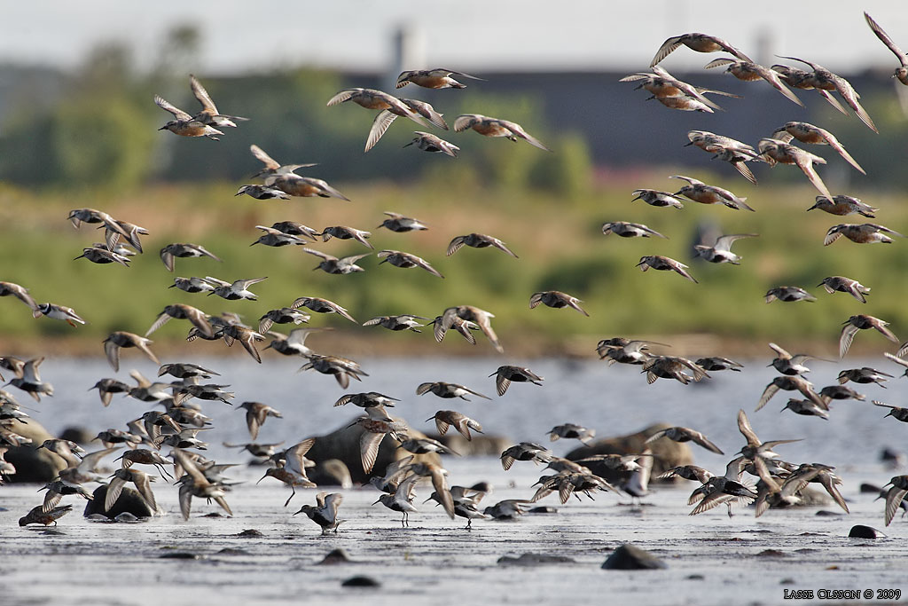 KRRSNPPA Dunlin (Calidris alpina) - Stng / Close