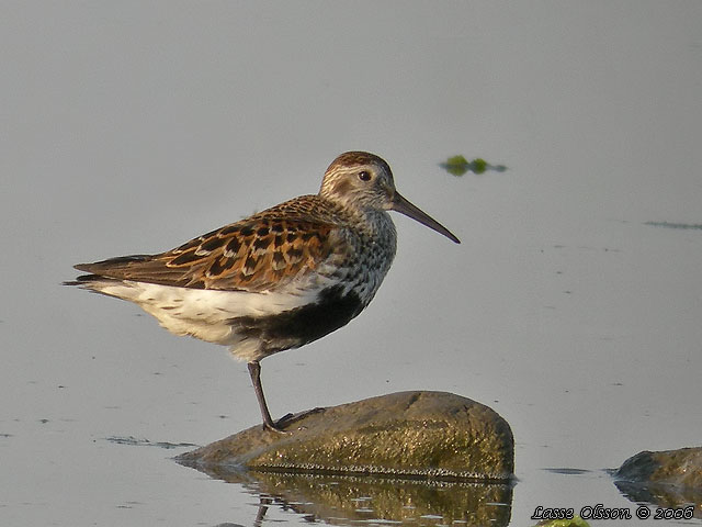 KRRSNPPA Dunlin (Calidris alpina)