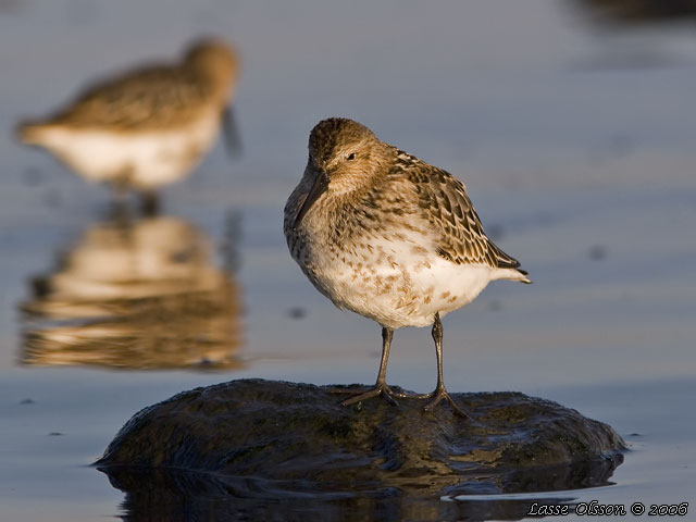 KRRSNPPA Dunlin (Calidris alpina) - stor bild / full size