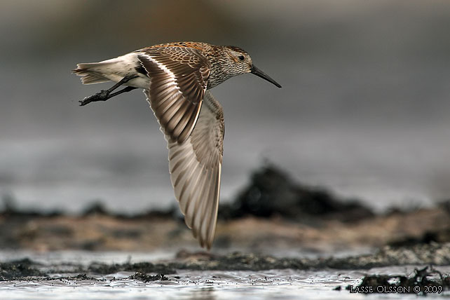 KRRSNPPA / DUNLIN (Calidris alpina) - stor bild / full size