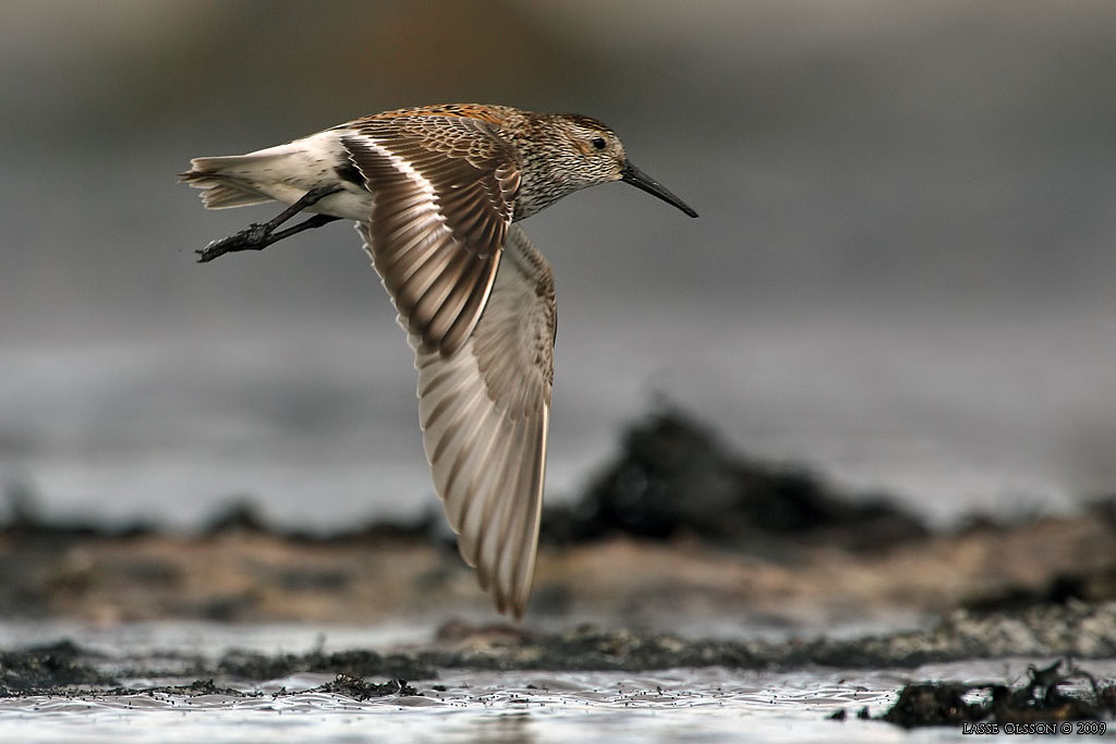 KRRSNPPA Dunlin (Calidris alpina) - Stng / Close