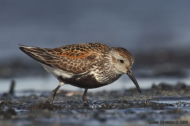 KRRSNPPA / DUNLIN (Calidris alpina) - stor bild / full size