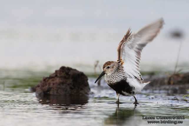 KÄRRSNÄPPA / DUNLIN (Calidris alpina) - stor bild / full size